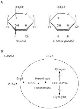 2-Deoxy-D-glucose British Journal of Cancer Evaluation of 2deoxyDglucose as a