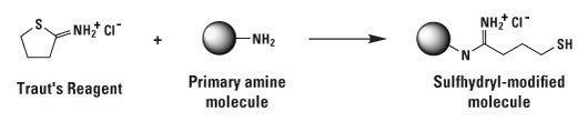 2-Iminothiolane Pierce Traut39s Reagent 2iminothiolane Thermo Fisher Scientific