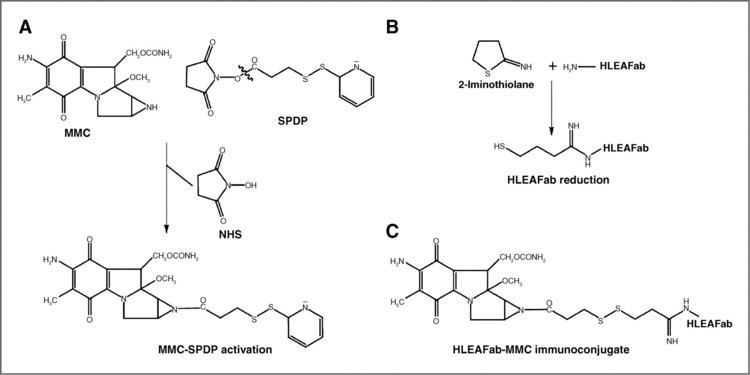 2-Iminothiolane A Human FabBased Immunoconjugate Specific for the LMP1