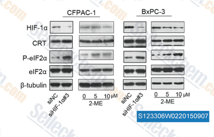 2-Methoxyestradiol 2Methoxyestradiol 2MeOE2 HIF inhibitor Read Reviews