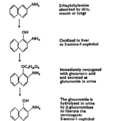 2-Naphthylamine 5 Antagonism To BetaGlucuronidase