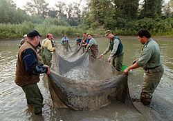 2000 Baia Mare cyanide spill 2000 Baia Mare cyanide spill Wikipedia