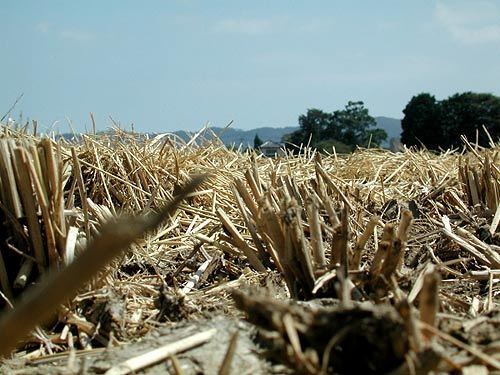 2008 global rice crisis