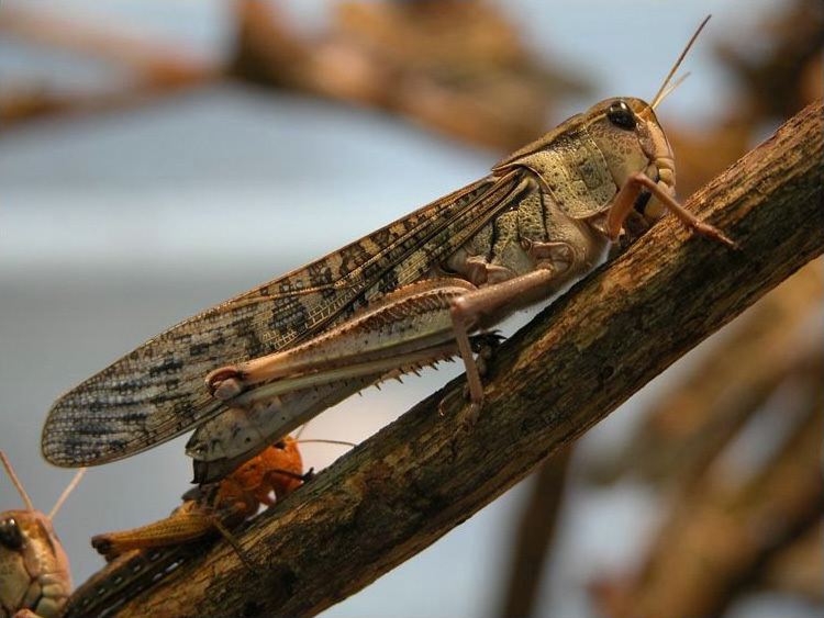 2013 Madagascar locust infestation