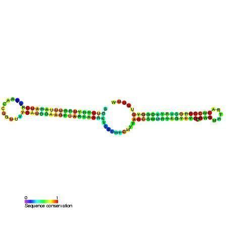 23S methyl RNA motif