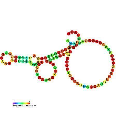 23S ribosomal RNA