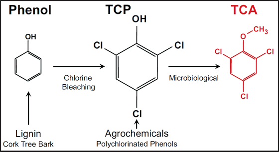 2,4,6-Trichloroanisole Cork taint in wine produced by 246trichloroanisole TCA