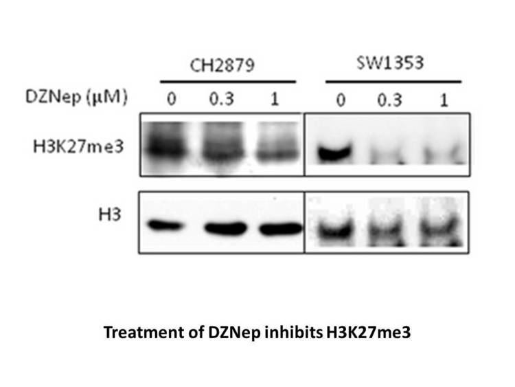 3-Deazaneplanocin A 3DeazaneplanocinDZNep Cellpermeable histone methyltransferase