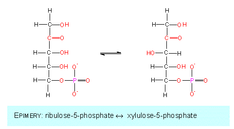3-Phosphoglyceric acid calvin