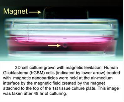 3D cell culturing by magnetic levitation