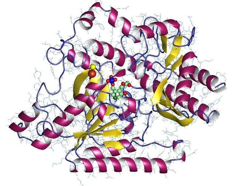 4-aminobutyrate transaminase