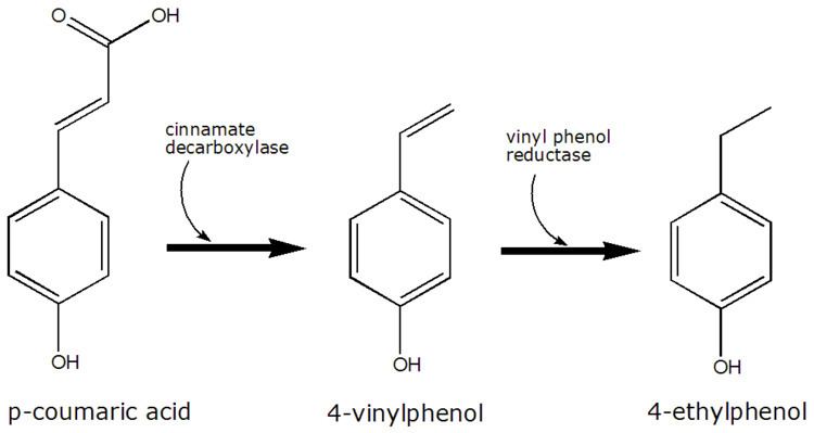 4-Ethylphenol 4Ethylphenol Wikipedia