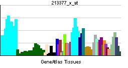 40S ribosomal protein S12