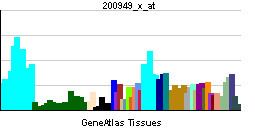 40S ribosomal protein S20
