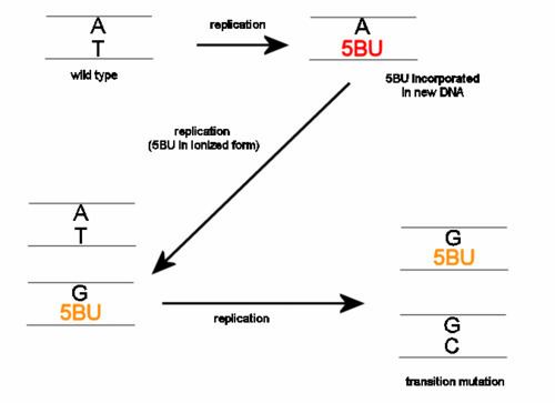 5-Bromouracil Base analog Wikipedia