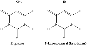 5-Bromouracil Mutagenesis Base Analogs