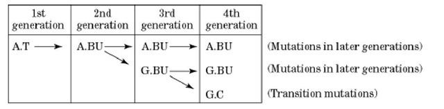 5-Bromouracil 5Bromouracil Molecular Biology