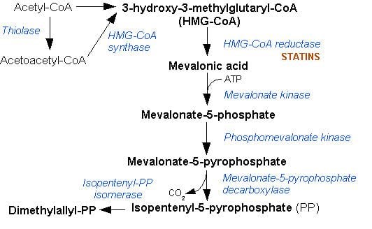 5-Diphosphomevalonic acid