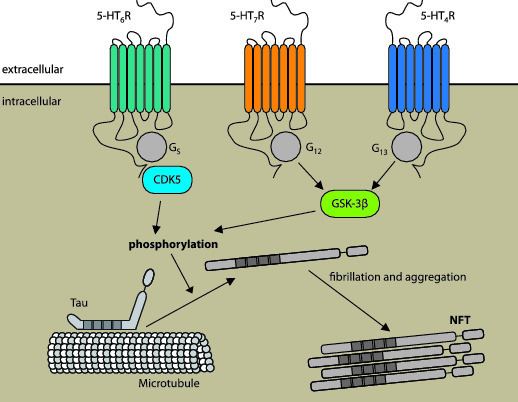 5-HT receptor The role of Serotonin Receptors in Alzheimer39s disease Opera