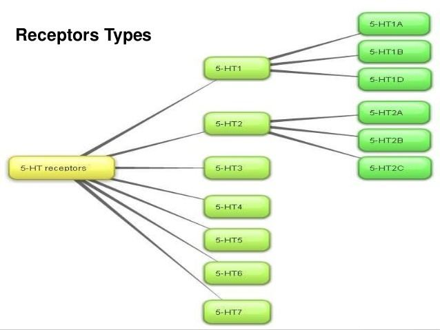 5-HT receptor Serotonin receptors