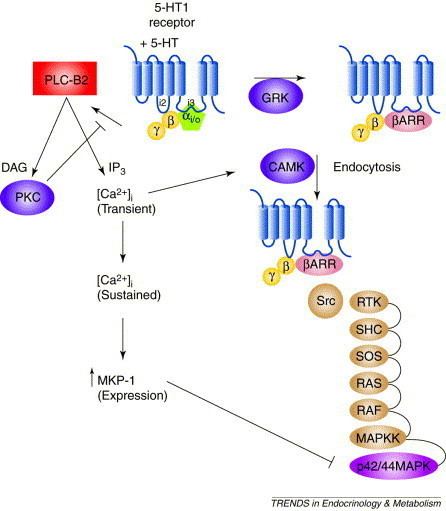 Receptor signaling and structure: insights from serotonin-1 receptors:  Trends in Endocrinology & Metabolism