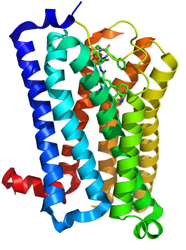5-HT1B receptor