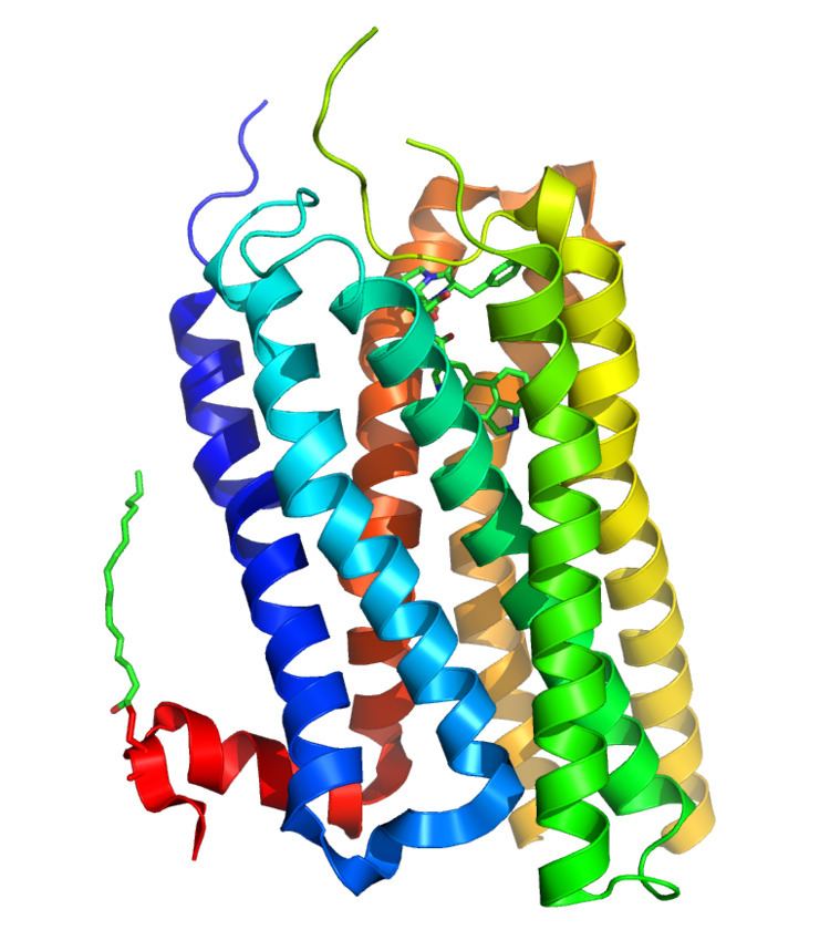 5-HT2B receptor