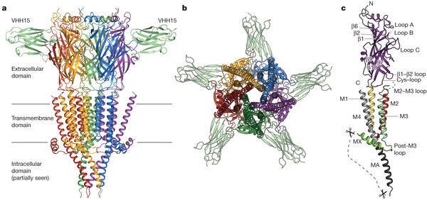 X-ray structure of the mouse serotonin 5-HT3 receptor