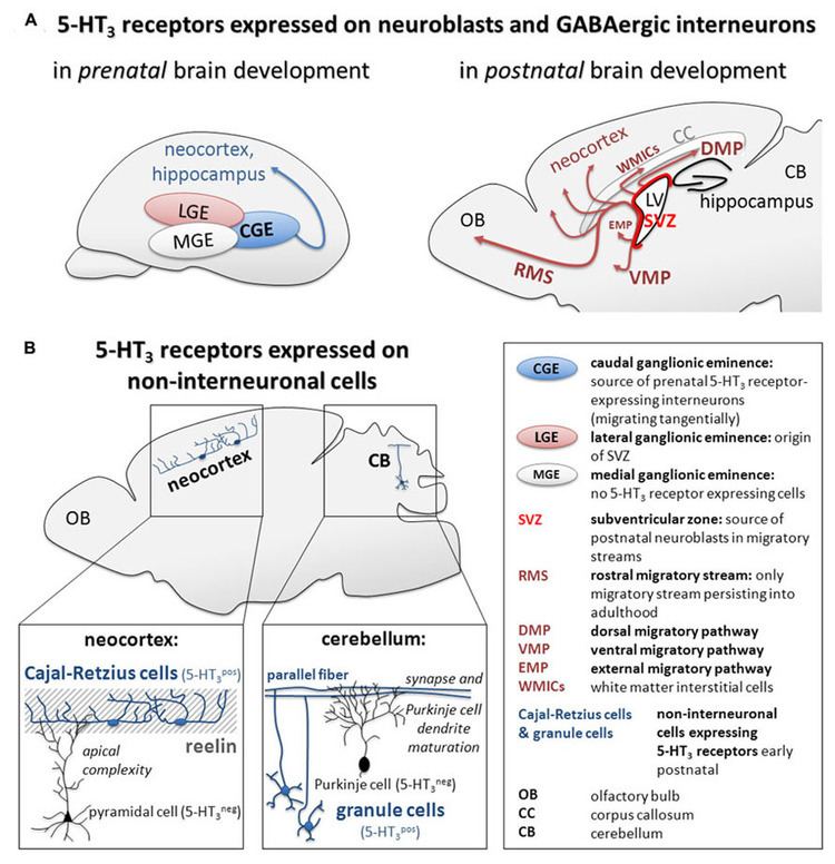 (A) 5-HT3 receptor expression on GABAergic interneurons during pre-and postnatal brain development and (B)mechanisms of 5-HT3 receptor-mediated regulation of maturation of cortical pyramidal cells