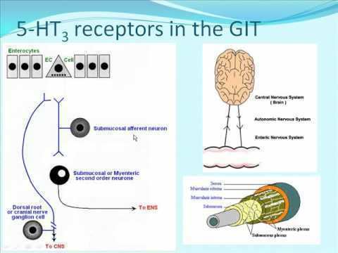 5-HT3 receptors in the GIT