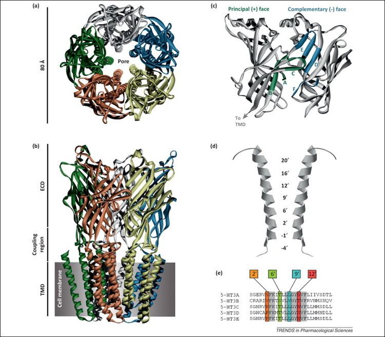 Ligand binding sites in the 5-hydroxytryptamine3 receptor (5-HT3R)