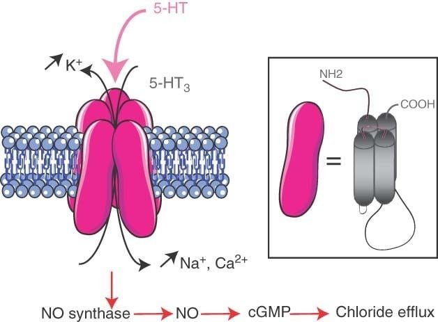 5-HT3 receptor signaling pathways in neurons. The 5-HT3R, as a member of the ligand-gated cation channel family, mainly controls Na+, K+, and Ca2+ movements through its channel.