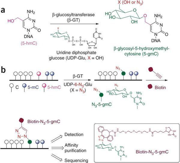 5-Hydroxymethylcytosine Selective chemical labeling reveals the genomewide distribution of