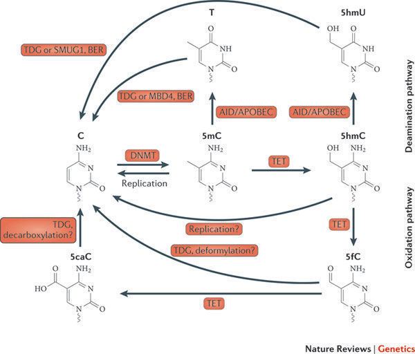 5-Hydroxymethylcytosine Figure 1 Uncovering the role of 5hydroxymethylcytosine in the