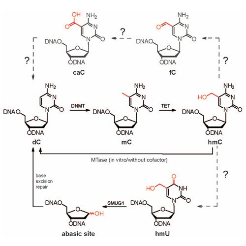 5-Hydroxymethylcytosine CIPSM Tissue Distribution of 5Hydroxymethylcytosine and Search