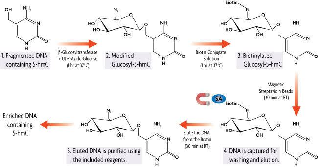 5-Hydroxymethylcytosine Active Motif Hydroxymethyl Collector 5hmc 5