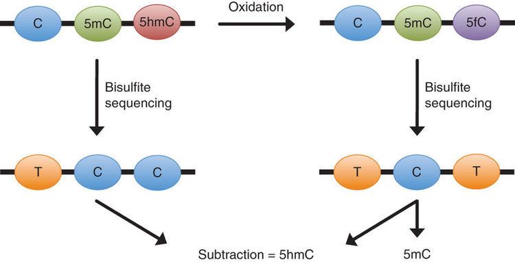 5-Hydroxymethylcytosine Oxidative bisulfite sequencing of 5methylcytosine and 5