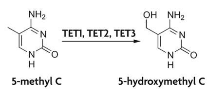 5-Hydroxymethylcytosine Active Motif 5Hydroxymethylcytosine DNA methylation