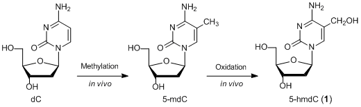 5-Methylcytidine 5hmdC The Sixth Nucleoside of the Genome