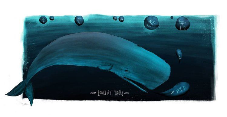 52-hertz whale The Lonely Whale39s Cry for Love by techgnotic on DeviantArt