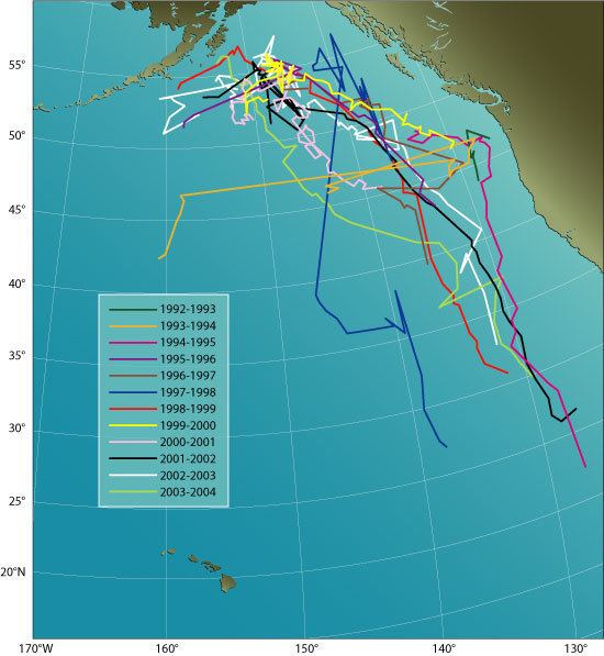 52-hertz whale 1000 ideas about 52 Hertz Whale on Pinterest A whale Whales and