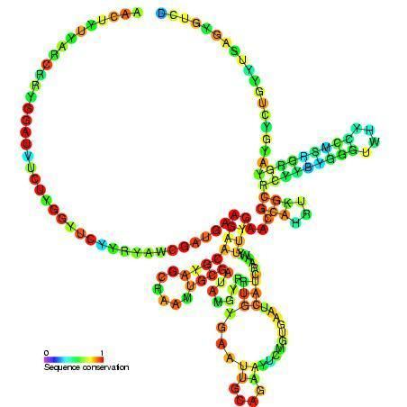 5.8S ribosomal RNA