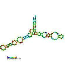 5S ribosomal RNA httpsuploadwikimediaorgwikipediacommonsthu