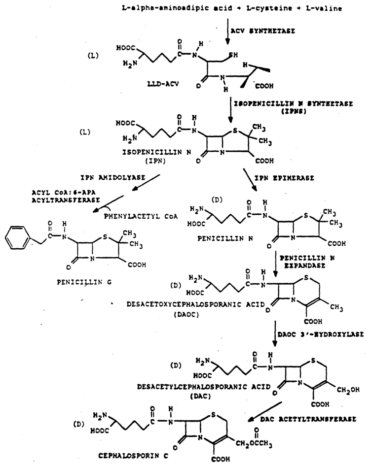 6-APA Patent EP0540210B1 Novel bioprocesses for preparing 7ACA and 7