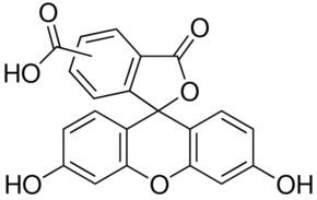 6-Carboxyfluorescein wwwsigmaaldrichcomcontentdamsigmaaldrichstr