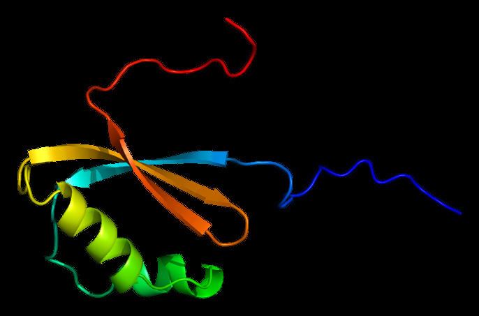 60S ribosomal protein L12