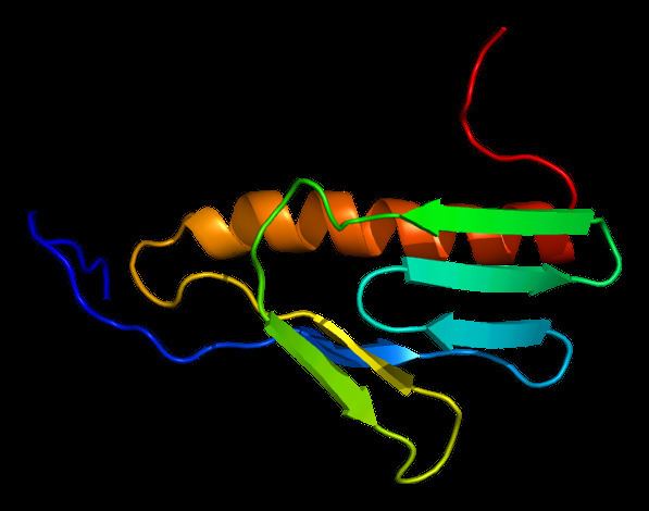 60S ribosomal protein L9