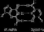 8-Oxoguanine 8Oxoguanine Wikipedia