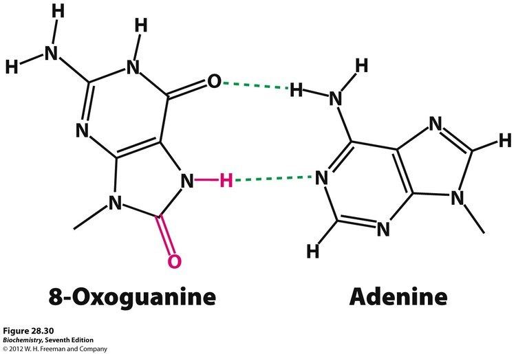 8-Oxoguanine Kevin Ahern39s Biochemistry BB 451551 at Oregon State University