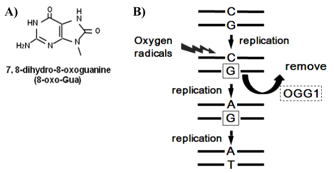8-Oxoguanine Figure 1